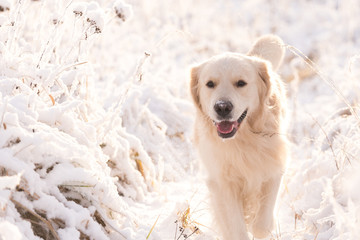golden retriever dog playing in the snow field, a dog in the winter in the snow - Powered by Adobe
