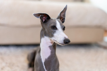 Obraz premium 自宅でくつろぐイタリアングレイハウンド犬