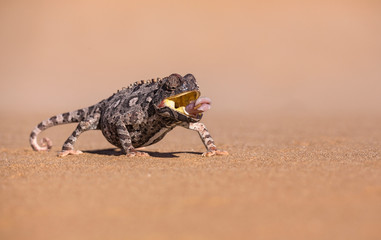 Namaqua Chameleon