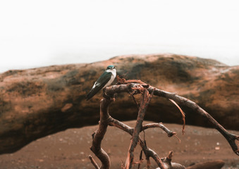 A beautiful mangrove swallow staring at you