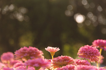 Field of cosmos flower