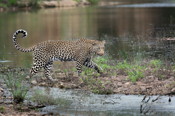 Leopard and water