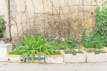 Row of recycle Styrofoam boxes and vegetable growing on trellis at container garden in Hanoi