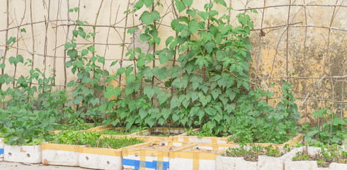 Row of recycle Styrofoam boxes and vegetable growing on trellis at container garden in Hanoi