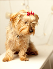 Yorkshire Terrier dog at Christmas on white bench and red Christmas bows on head, and soft Christmas lights in the background
