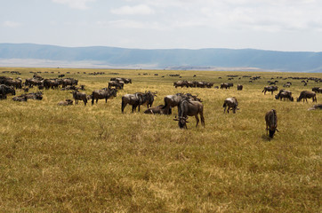 Bison buffalo in Savana grassland eating grass