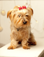 Yorkshire Terrier dog at Christmas on white bench and red Christmas bows on head, and soft Christmas lights in the background