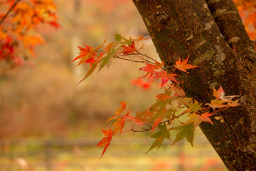 紅葉の葉　Autumn leaves