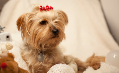 Yorkshire Terrier dog at Christmas on white cushion and red Christmas bows on head, and soft Christmas lights and Christmas balls and toys