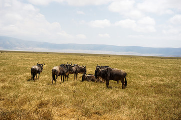 Bison buffalo in Savana grassland eating grass