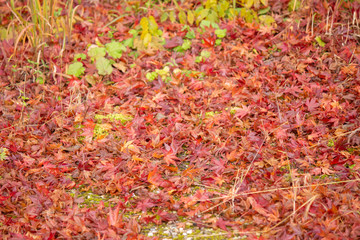 Naklejka na ściany i meble red autumn leaves on the ground