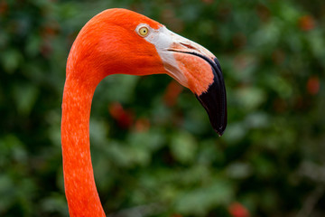 Fototapeta premium Closeup of a Flamingo in profile at the zoo