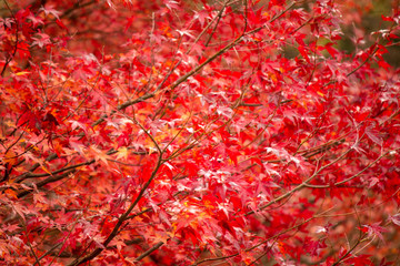 Autumn leaves are beautiful.　紅葉のグラデーション