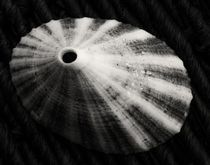 Closeup of a Limpet Seashell in black and white