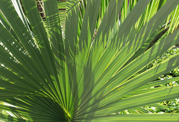 Backlit fresh palm tree leaves. Tourists attraction. Natural tropical textured abstract background.