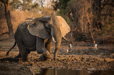 Elephant in the mud