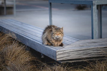 A long haired stray cat on a bench