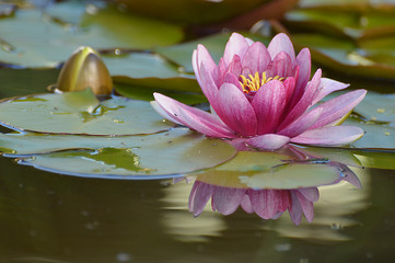 garden water lilly