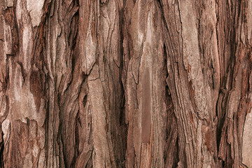 The textured bark of a young coastal redwood. Sequoia bark natural background. Close-up. - obrazy, fototapety, plakaty