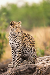 Fototapeta na wymiar Leopard in a tree