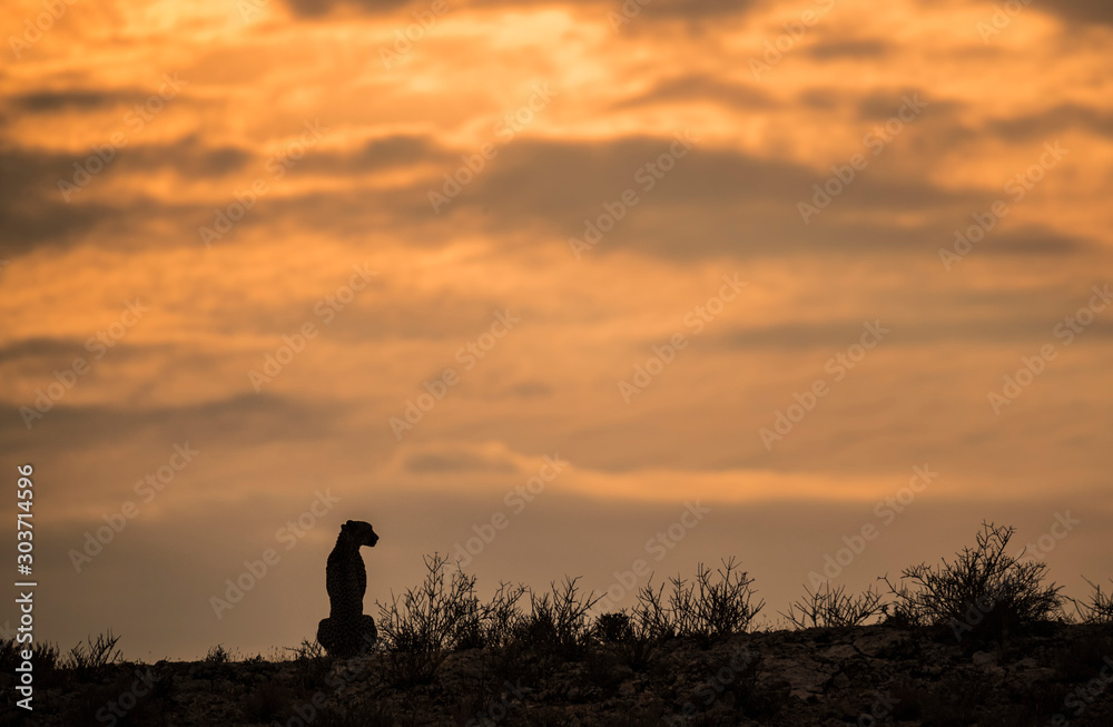 Wall mural cheetah on a ridge