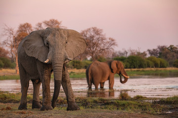 Elephant and river