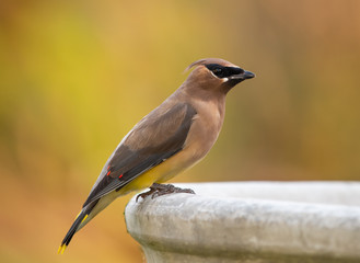 Cedar Waxwing perched on a bird bath (Bombycilla cedrorum) with muted fall colors in the background