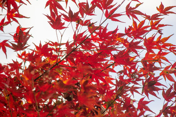 Autumn leaves are beautiful.　紅葉のグラデーション
