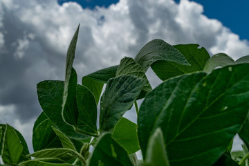 Amazing agricultural landscape of soy bean plantation with a dramatic sky at Tibagi - Parana - Brazil. Green ripening soybean field.