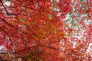 Autumn leaves are beautiful.　紅葉のグラデーション