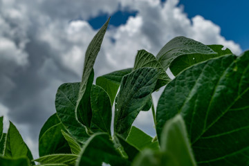 Obraz premium Amazing agricultural landscape of soy bean plantation with a dramatic sky at Tibagi - Parana - Brazil. Green ripening soybean field.