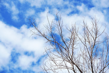 dry tree against blue sky