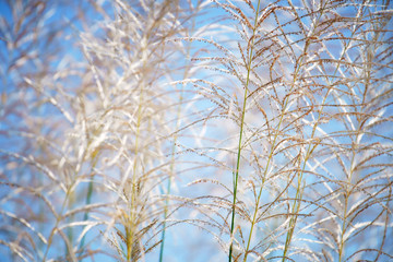 close up of reeds flower against blue sky