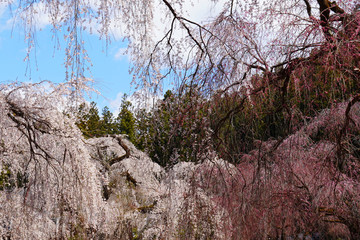 桜で春爛漫の春イメージ／Gorgeous Japanese cherry blossoms