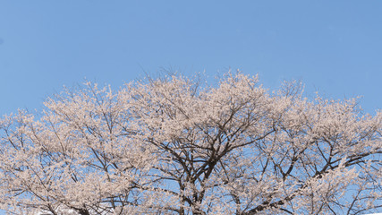 青空に枝を広げる桜の横長写真／Cherry Blossoms in Japan
