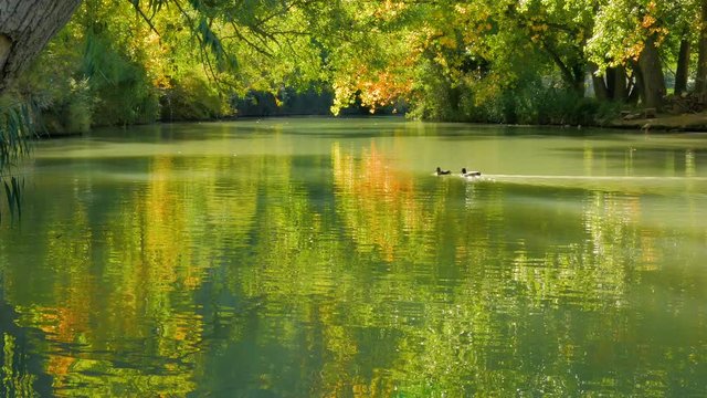 estanque en oto&ntilde;o surcado por pareja de patos