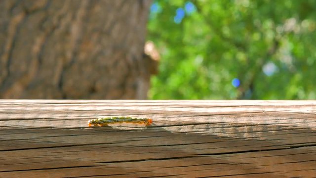 paseo de oruga sobre tronco de madera