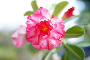 Desert rose flower (Other names are desert rose, Mock Azalea) in Thailand