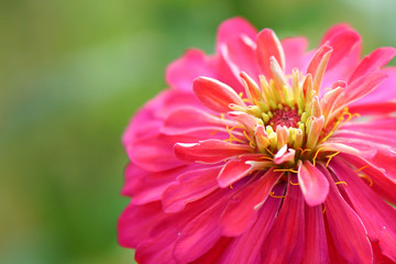 Close up of pink Zinnia elegans flower in the field. Zinnia elegans is one of the best known zinnias, the garden zinnia was bred via hybridisation from the wild form.