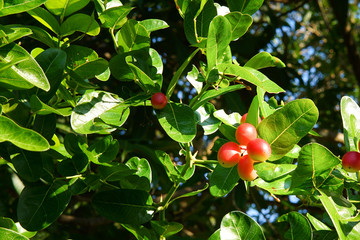 Carissa carandas, Carunda, Koromcha fruit tree, Karonda seeds ripe pink or red colorful, tropical citrus karanda or koromcha fruit, fresh karanda (or Carunda)