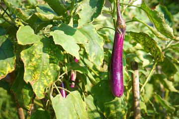 Eggplant in the garden. Fresh organic eggplant aubergine.