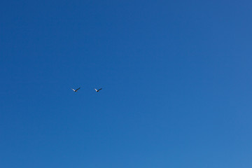 birds flying