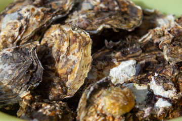 Fototapeta na wymiar 桶に入った牡蠣（複数の牡蠣）oysters