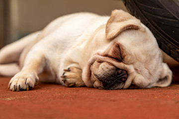 Closeup of white pug sleeping leaning on the wheel of a car