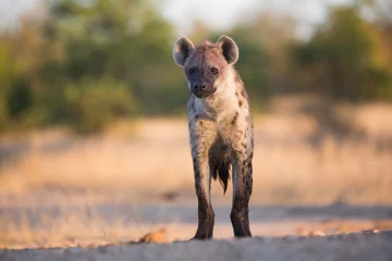 Fotobehang Hyena © Keith