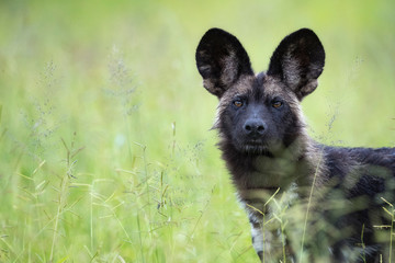 African Wild Dog