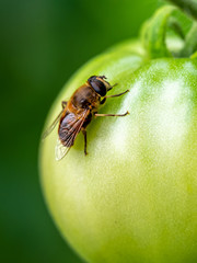 Green tomato plnats in an organic garden