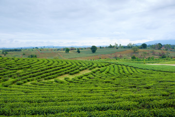 Fototapeta na wymiar Field of green tea in fram