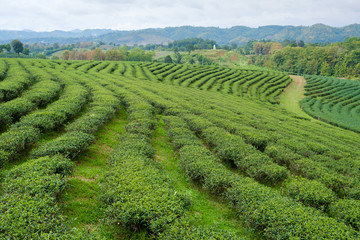 Field of green tea in  fram