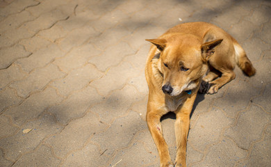 The brown dog has a sad expression lying on the ground.